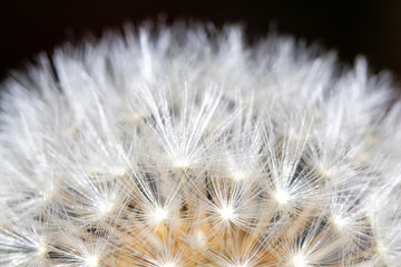 Macro photo of dandelion seeds embedded in flower head