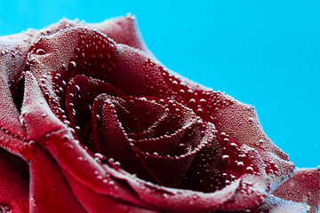 Red rose with dew drops on a blue background. Preparation of postcards