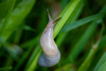 A grey slug crawling up a dew drop specked grass leaf