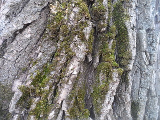 bark of a tree