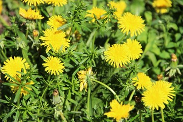 bright yellow dandelions on the green lawn. floral background of yellow dandelions