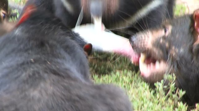 Tasmanian devils close up feeding 