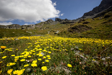 Fototapeta premium Prato alpino