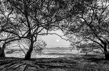 Tree in the sea with color of sunset, Black and white and monochrome style