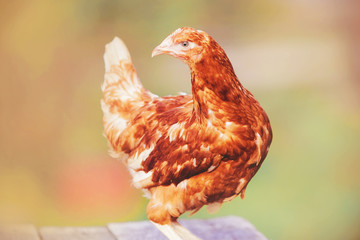 A beautiful domestic farm chicken with bright red plumage stands proudly on a wooden platform.
