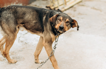Portrait of a yard dog on a leash