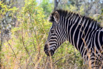 Zebra walking through grass, Kruger National Park, South Africa