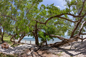 empty beach in the Keys near Key West, Florida at Big Pine tree beach