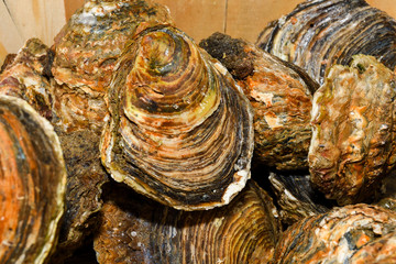 Oyster pile for sale at the market