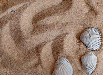 seashells in the sand, there is a place for text