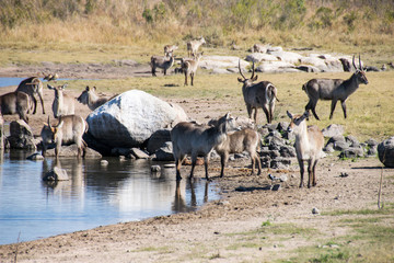 Fototapeta na wymiar Herd of waterbuck at watering hole, Kruger National Park, South Africa