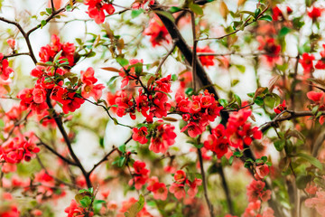 Spring tree,.pink and red blossom closeup
