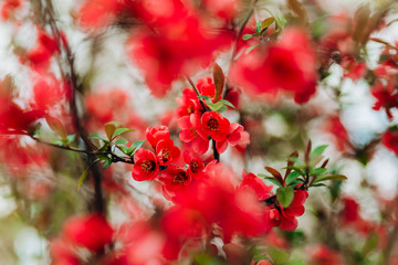 Spring tree, pink red blossom