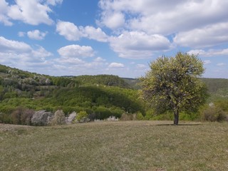 landscape with trees