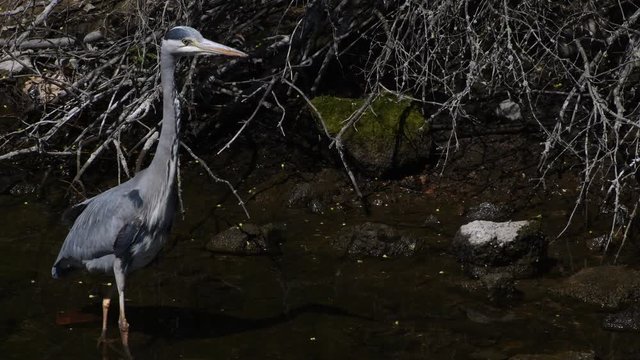 Gray Heron in Western Ditch in Citadel Park in Berlin Spandau from April 22, 2020, Germany