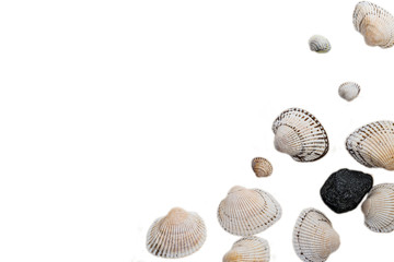 seashells on a light background, there is a place for text, there is a way