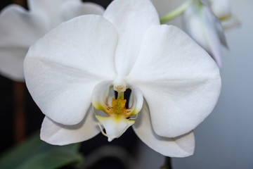 Close-up of white orchid flower, with its green leaves out of focus, and horizontal white background, with copy space