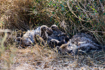 Two juvenile spotted hyenas sleeping in grass, Kruger National Park, South Africa