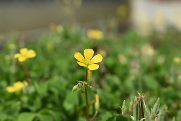 yellow flowers in the garden