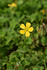 yellow flower on green background