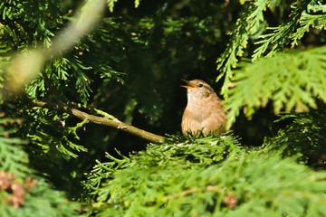 Wren bird