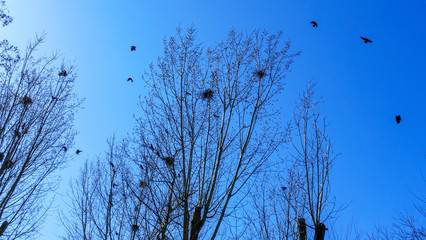 A rookery colony. Corvus frugilegus, builds its crowss nests on the bare treetops. Ornithology concept. Classic blue sky background.