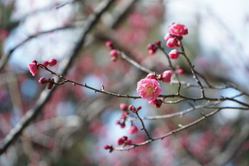 紅梅