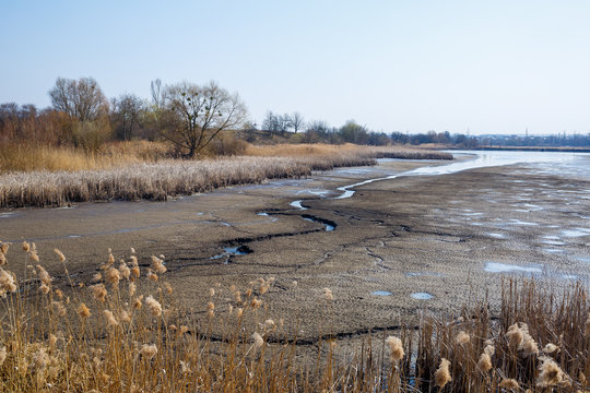 Dry reeds on a dried lake © Дмитрий Ткачук