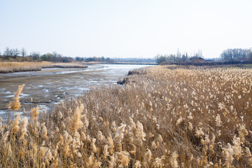 Dry reeds above mirror water. Lake reflection in the water. Sunny weather. Blue sky