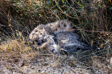 Two juvenile spotted hyenas sleeping in grass, Kruger National Park, South Africa