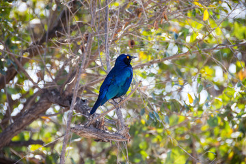 Cape Glossy Starling in tree, Kruger National Park, South Africa
