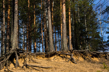 Pine forest background. Pine tree roots, close up. Nature concept. Pine with a bare root system in a sand pit. Tree root system looks out. Ecological problem. Environmental conservation concept.