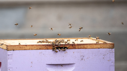 Honeybees (Apis mellifera) are lured into bee box with lemongrass so they can be relocated. 