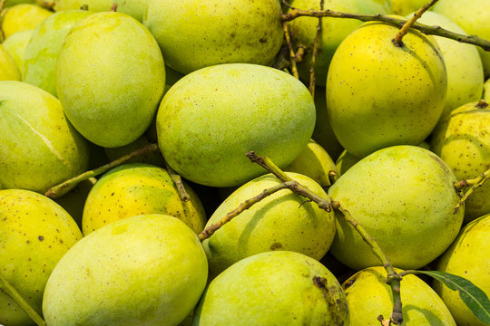 Ripen Mango