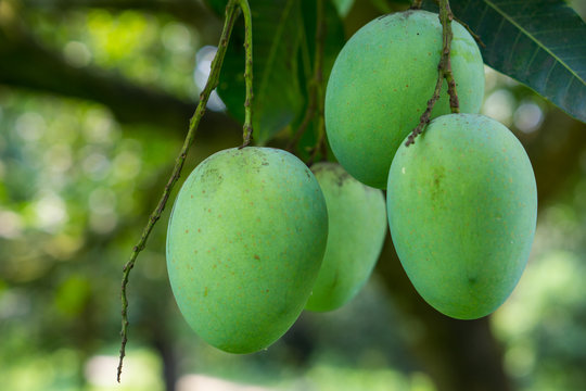 Mangos in tree