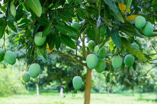 Mango Tree