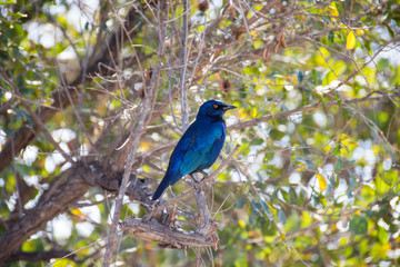 Cape Glossy Starling in tree, Kruger National Park, South Africa