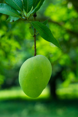 Green Mango in Tree