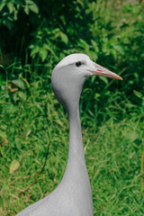 Fototapeta premium great blue heron