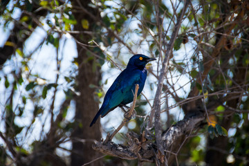 Cape Glossy Starling in tree, Kruger National Park, South Africa