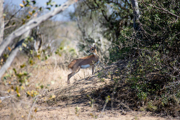 Fototapeta premium Lone Steenbok on sand mound, Kruger National Park, South Africa