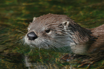 Naklejka na ściany i meble otter in the water