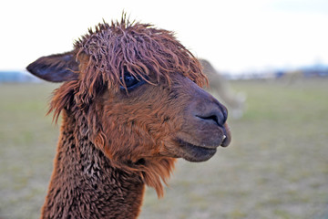 Fototapeta premium close up of a llama lama