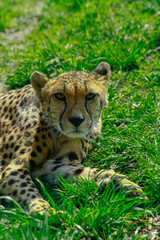 leopard in the grass