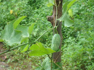 A Beautiful picture of Coccinia grandis commonly known as Ivy Gourd or Little Gourd hanging from its vine