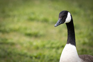 Obraz premium A close up of a Canadian Goose from the neck up with room for copy on the left side of the frame.