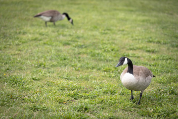 A couple of Canadian Geese eating on a grassy background. The male goose is in the foreground with the female blurred in the background. Canadian Geese are migratory and native to North America.