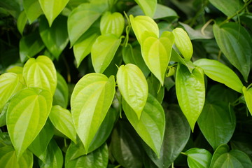 The betel is a vine of the family Piperaceae, which includes pepper and kava.  - obrazy, fototapety, plakaty