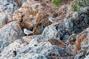 rock in the mountains