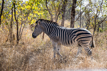 Fototapeta na wymiar Zebra walking through grass, Kruger National Park, South Africa